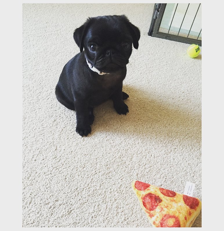 Evie Pug puppy